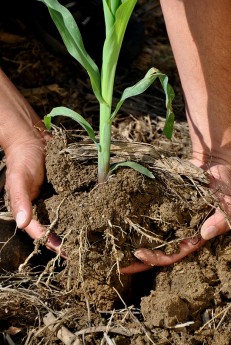 corn plant being lifted out of the soil