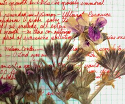 A peek inside Dana's journal reveals brilliant writing as well as dried flowers from her garden.