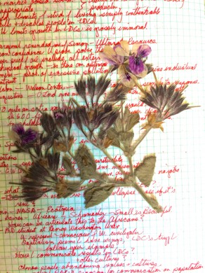 page of Dana's journal with a dried flower specimen